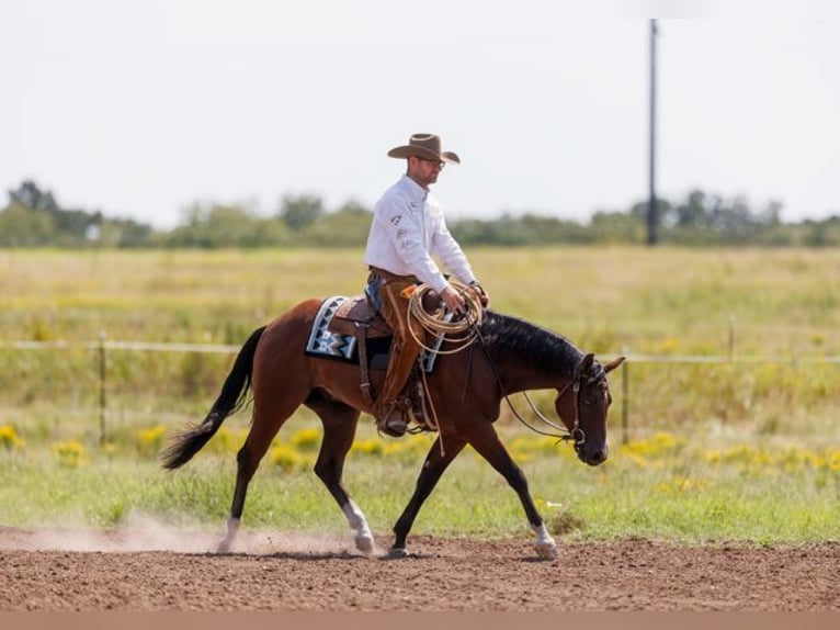 Quarter horse américain Hongre 3 Ans 157 cm Bai cerise in Marietta, OK
