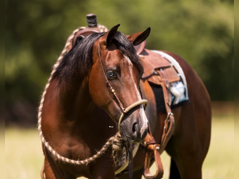 Quarter horse américain Hongre 3 Ans 157 cm Bai cerise in Marietta, OK
