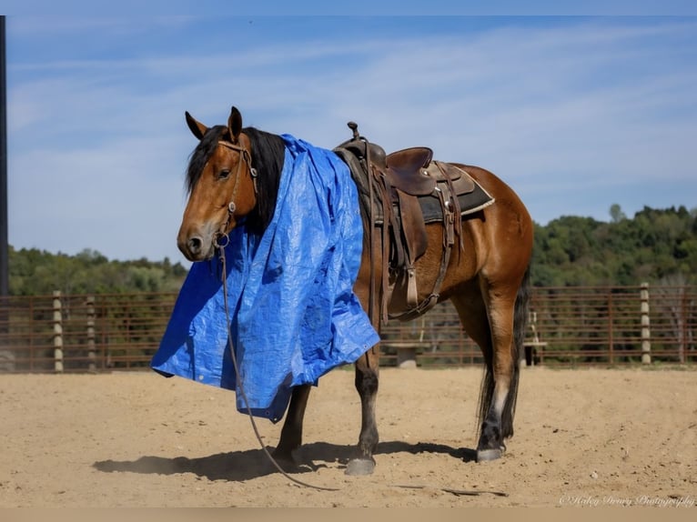 Quarter horse américain Croisé Hongre 3 Ans 157 cm Bai cerise in Auburn, KY Quarter horse américain Croisé Hongre 3 Ans 157 cm Bai cerise in Auburn, KY
