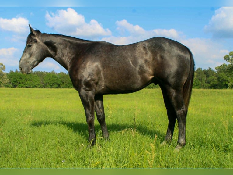Quarter horse américain Hongre 3 Ans 157 cm Gris in Rusk