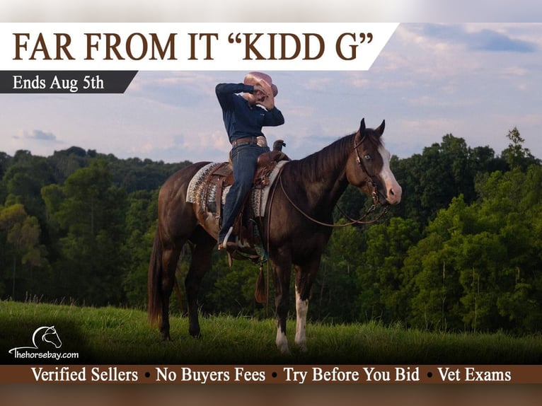 Quarter horse américain Hongre 3 Ans 157 cm Overo-toutes couleurs in Clarkson, KY