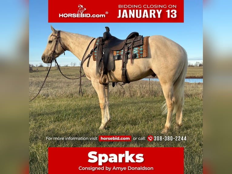 Quarter horse américain Hongre 3 Ans 157 cm Palomino in Kansas City, MO