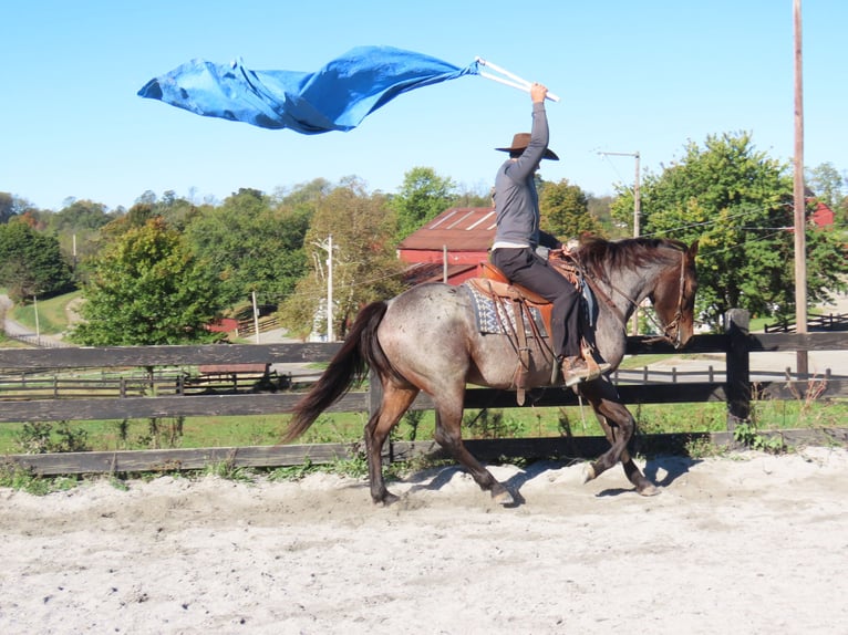 Quarter horse américain Croisé Hongre 3 Ans 157 cm in Honey Brook, PA Quarter horse américain Croisé Hongre 3 Ans 157 cm in Honey Brook, PA
