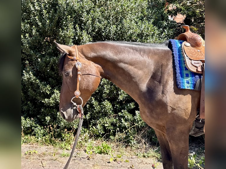 Quarter horse américain Hongre 3 Ans 160 cm Bai brun in Grethem/Büchten