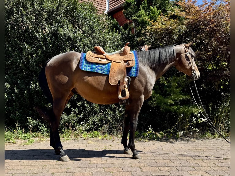 Quarter horse américain Hongre 3 Ans 160 cm Bai brun in Grethem/Büchten
