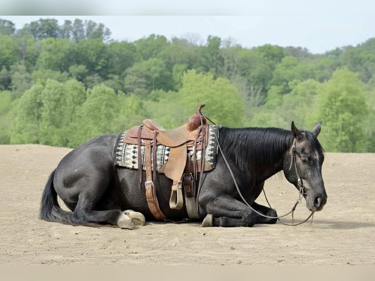 Quarter horse américain Hongre 3 Ans 163 cm Gris in Beaver Springs