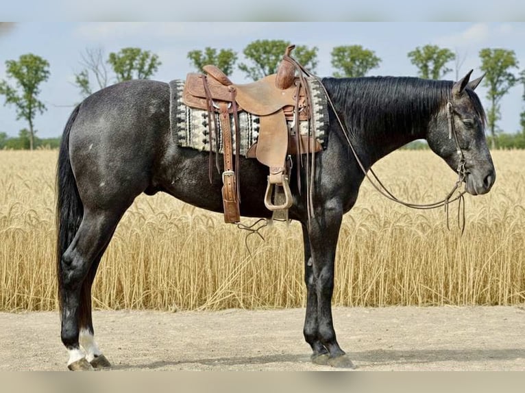 Quarter horse américain Hongre 3 Ans 163 cm Gris in Beaver Springs