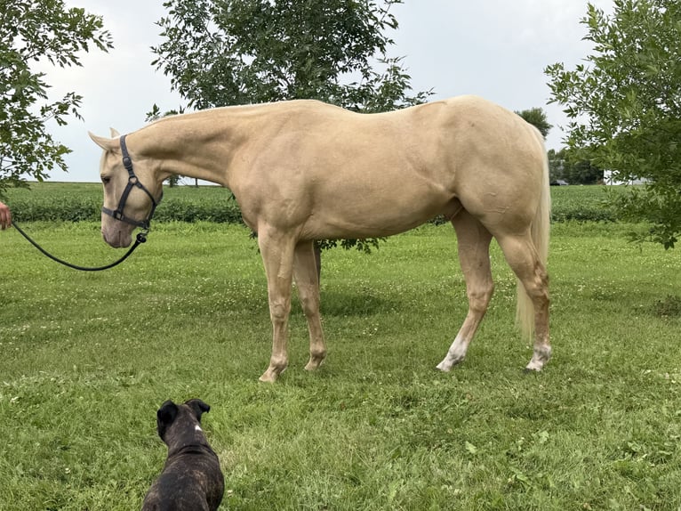 Quarter horse américain Hongre 3 Ans 163 cm Palomino in Warren