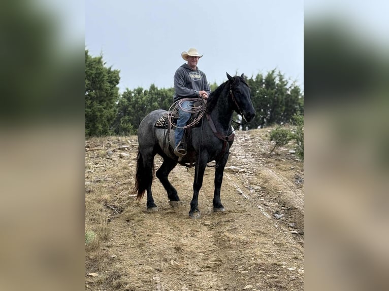 Quarter horse américain Hongre 3 Ans 163 cm Rouan Bleu in JAcksboro TX