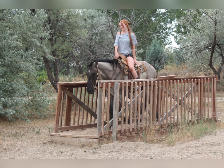 Quarter horse américain Hongre 3 Ans 163 cm Rouan Bleu in Fort Collins