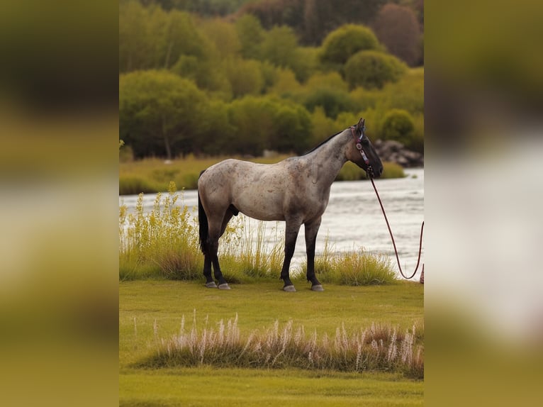 Quarter horse américain Hongre 3 Ans 163 cm Rouan Bleu in Fort Collins