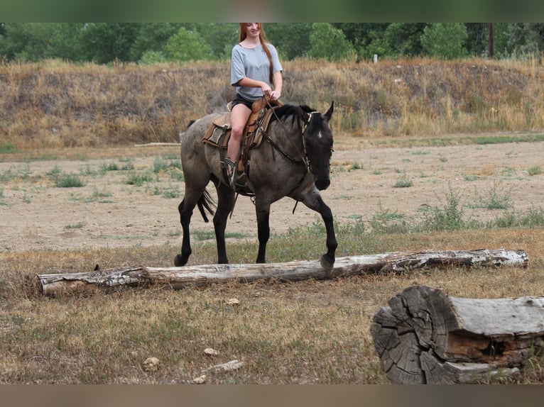 Quarter horse américain Hongre 3 Ans 163 cm Rouan Bleu in Fort Collins
