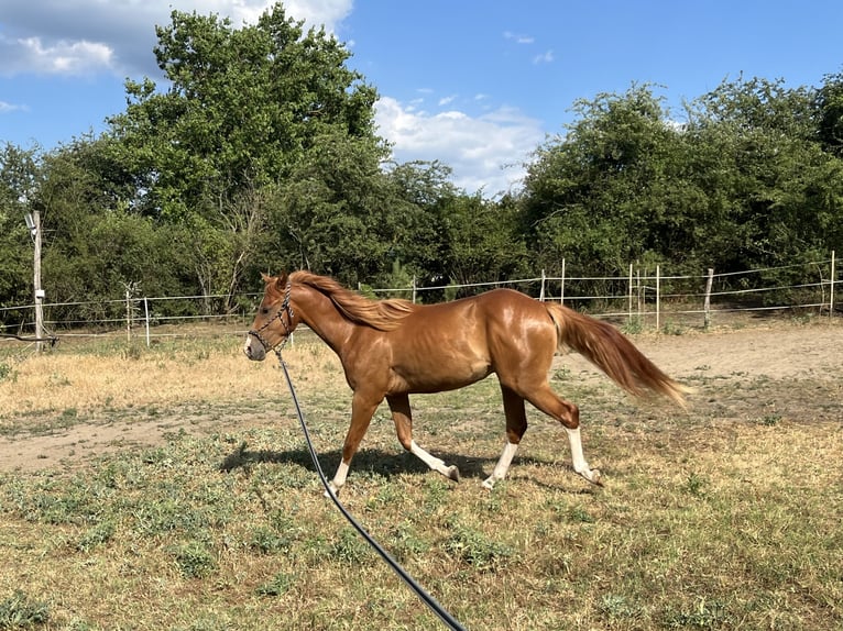 Quarter horse américain Hongre 3 Ans Alezan brûlé in Piliscsév