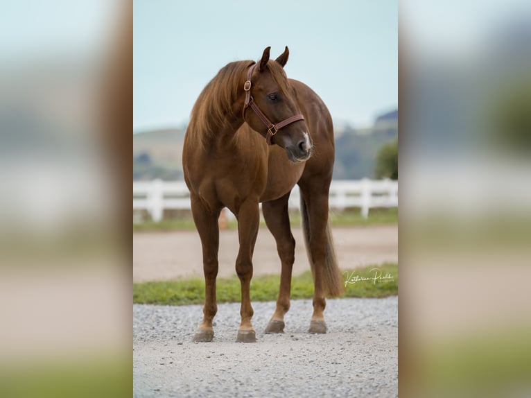 Quarter horse américain Hongre 3 Ans Alezan brûlé in Vilsheim