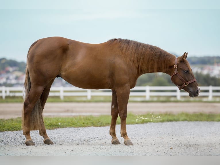 Quarter horse américain Hongre 3 Ans Alezan brûlé in Vilsheim