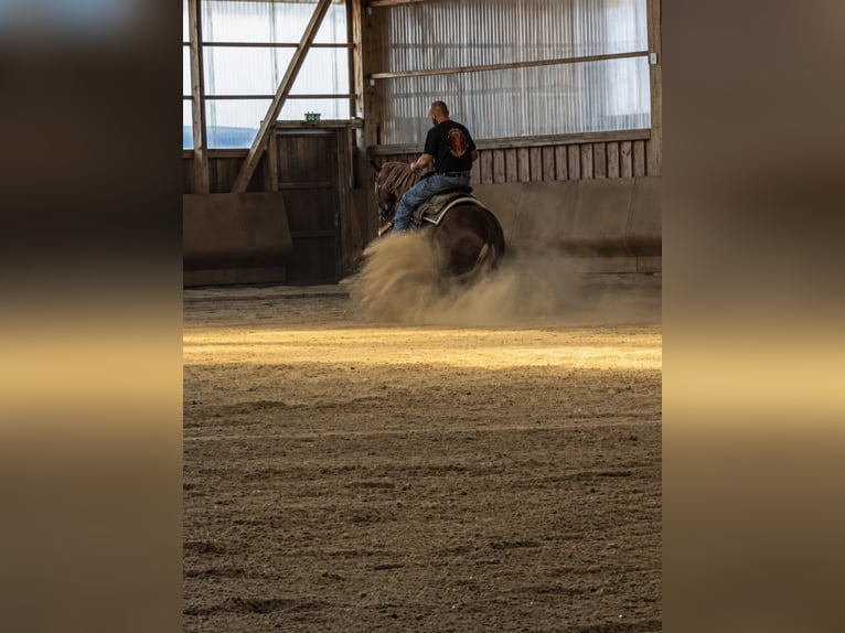 Quarter horse américain Hongre 3 Ans Alezan brûlé in Herbolzheim