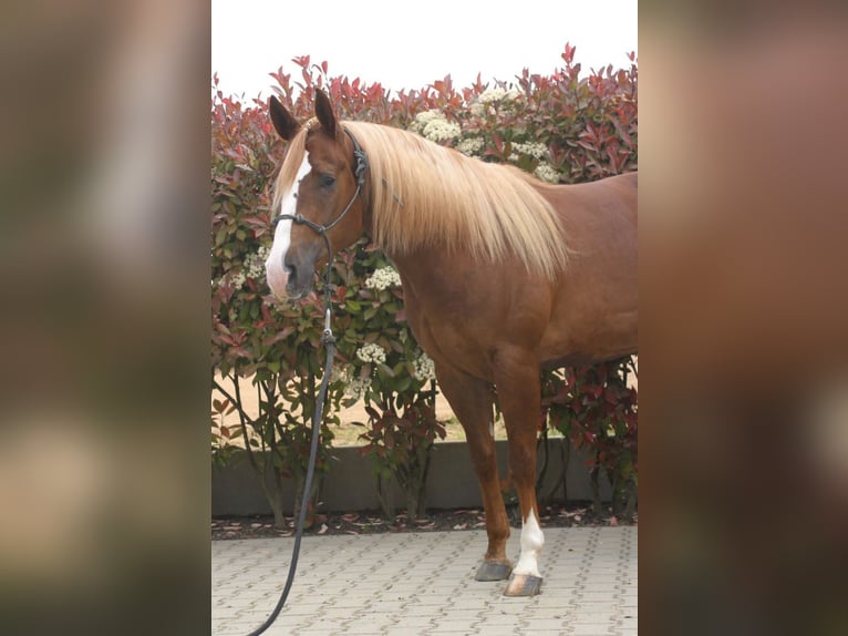 Quarter horse américain Hongre 3 Ans Alezan brûlé in Herbolzheim