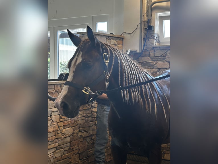 Quarter horse américain Hongre 3 Ans Alezan brûlé in Herbolzheim