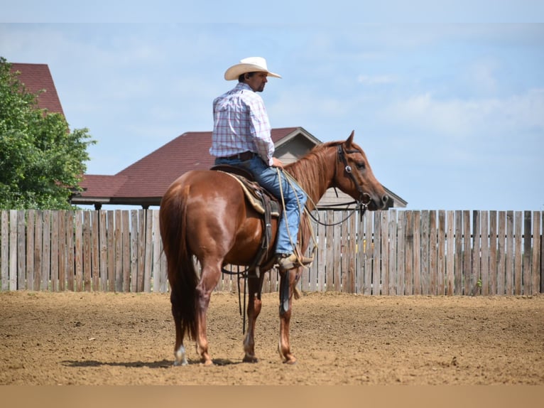 Quarter horse américain Hongre 3 Ans Alezan cuivré in Grandview