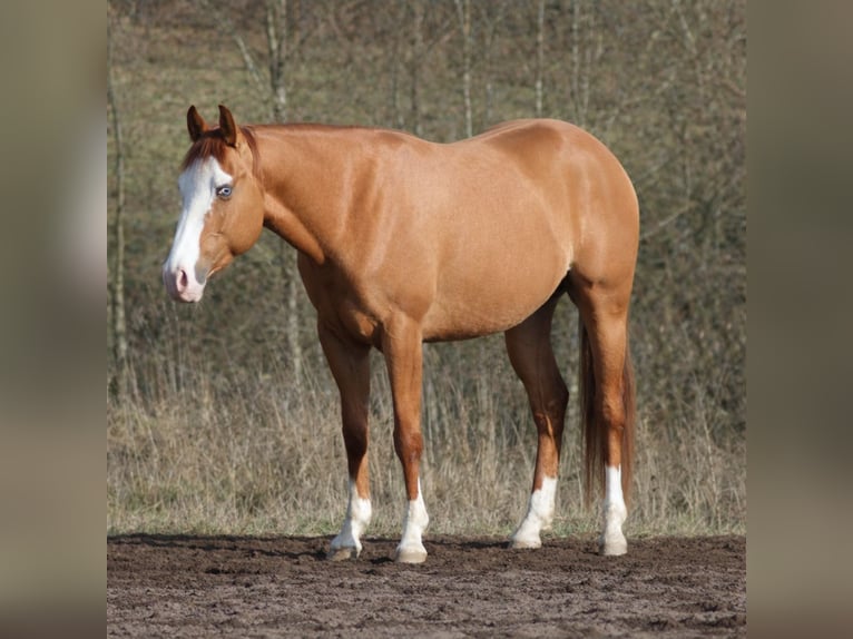 Quarter horse américain Hongre 3 Ans Alezan dun in Bell