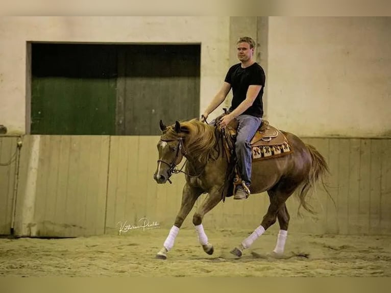 Quarter horse américain Hongre 3 Ans Alezan in Vilsbiburg