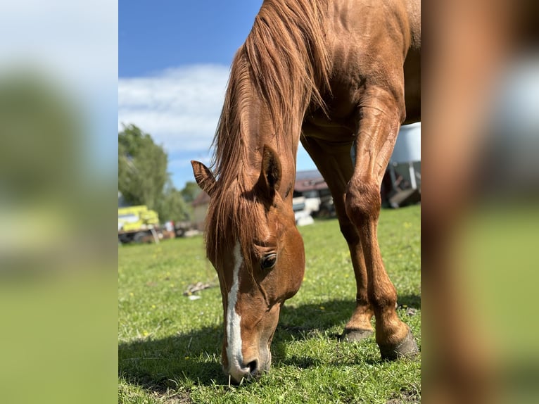 Quarter horse américain Hongre 3 Ans Alezan in Radomyśl Wielki