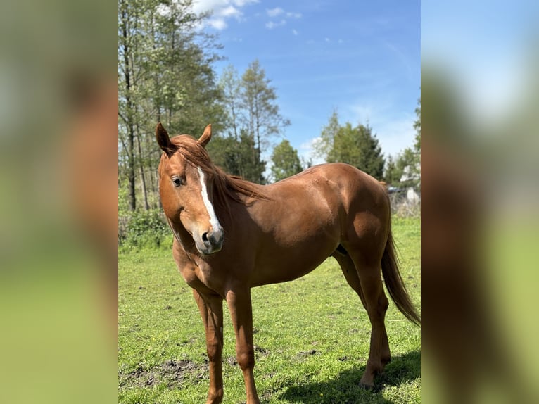 Quarter horse américain Hongre 3 Ans Alezan in Radomyśl Wielki