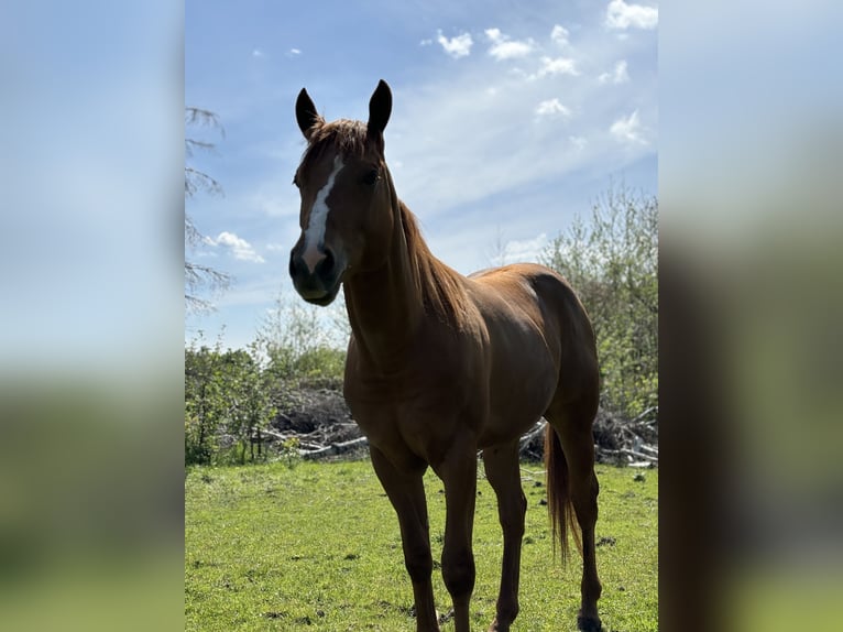 Quarter horse américain Hongre 3 Ans Alezan in Radomyśl Wielki