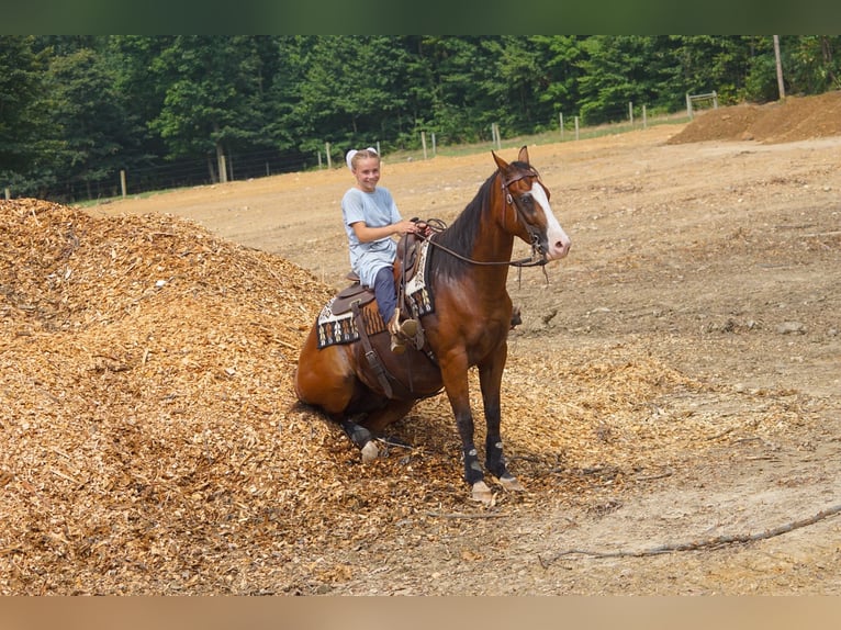 Quarter horse américain Croisé Hongre 3 Ans Bai cerise in New Holland