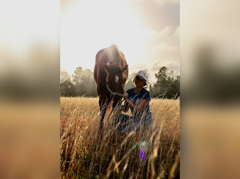 Quarter horse américain Hongre 3 Ans Bai cerise in Burns