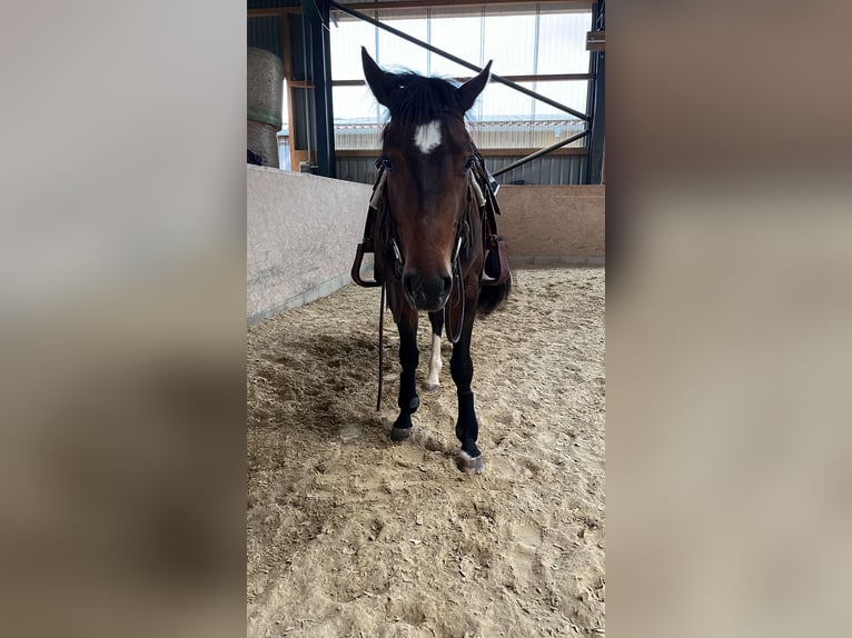 Quarter horse américain Hongre 3 Ans Bai in Mooslargue