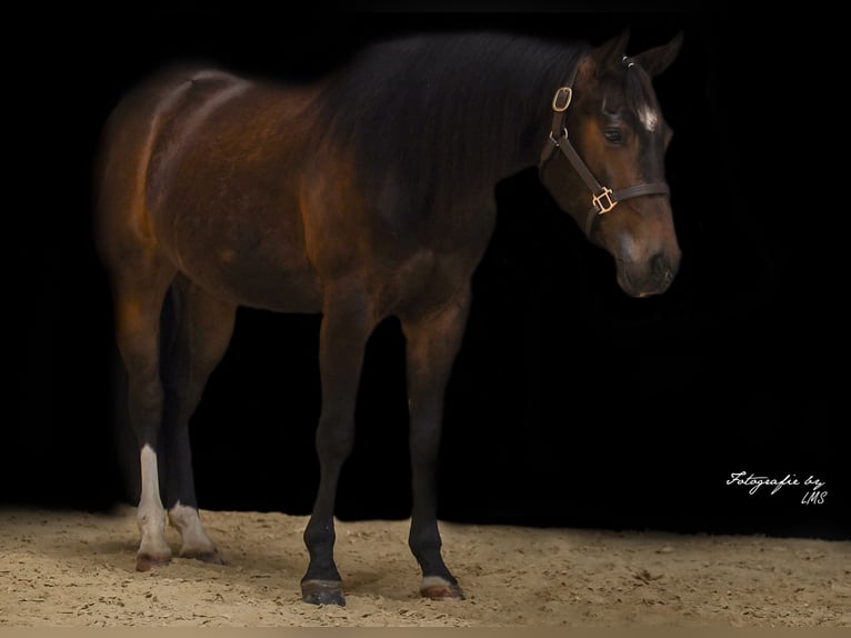 Quarter horse américain Hongre 3 Ans Bai in Mooslargue