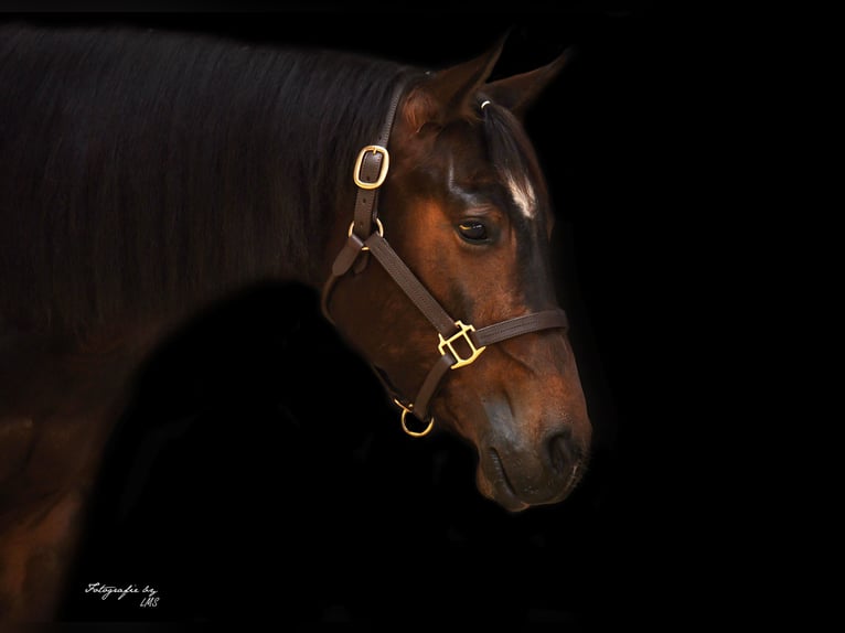 Quarter horse américain Hongre 3 Ans Bai in Mooslargue