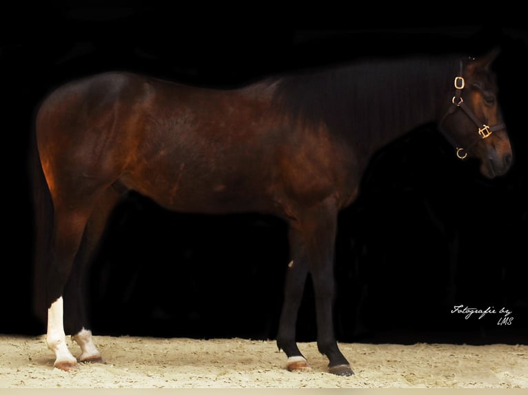 Quarter horse américain Hongre 3 Ans Bai in Mooslargue