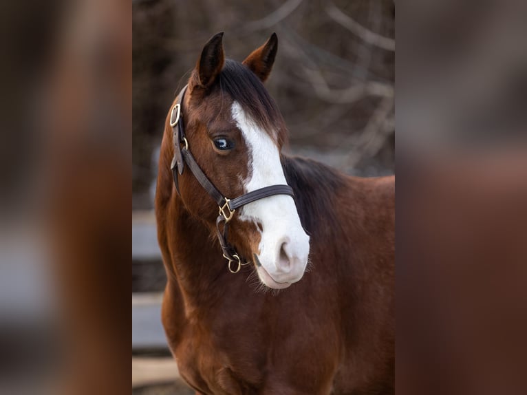 Quarter horse américain Hongre 3 Ans Bai in Ehingen