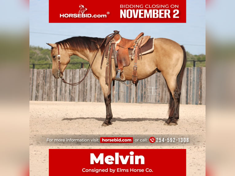 Quarter horse américain Hongre 3 Ans Buckskin in Killeen
