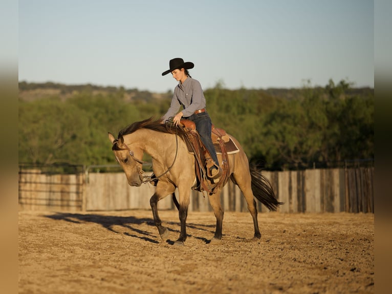 Quarter horse américain Hongre 3 Ans Buckskin in Killeen