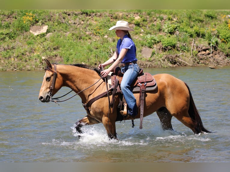 Quarter horse américain Hongre 3 Ans Buckskin in Clarion, PA