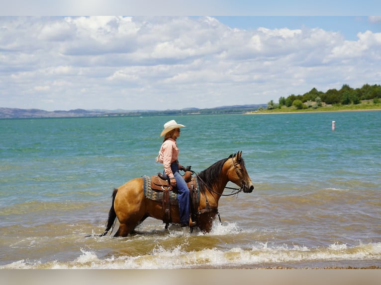 Quarter horse américain Hongre 3 Ans Buckskin in Corsica