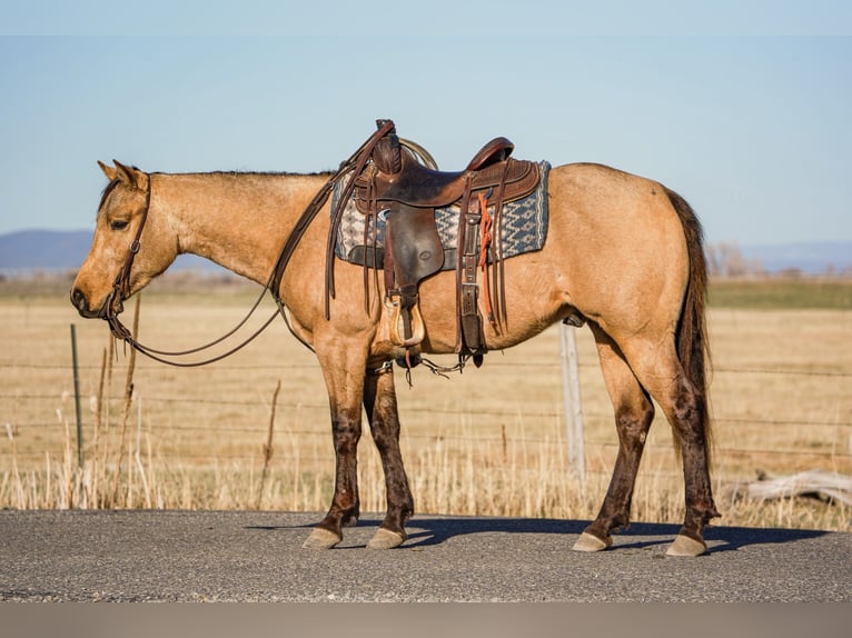 Quarter horse américain Hongre 3 Ans Buckskin in Saint Anthony, ID
