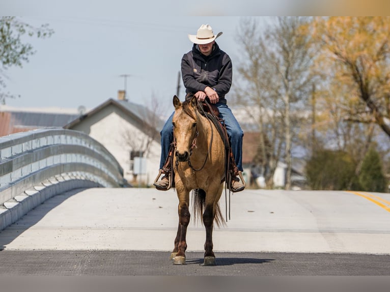Quarter horse américain Hongre 3 Ans Buckskin in Saint Anthony, ID