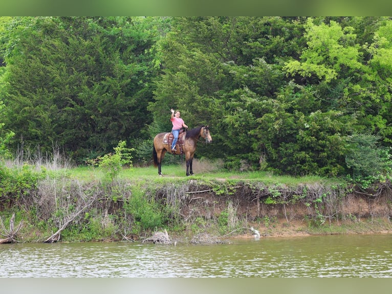 Quarter horse américain Hongre 3 Ans Buckskin in Talty, TX