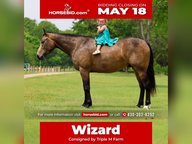Quarter horse américain Hongre 3 Ans Buckskin in Talty, TX