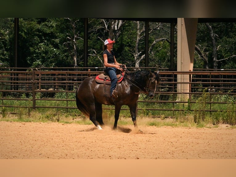 Quarter horse américain Hongre 3 Ans Gris in Stephenville