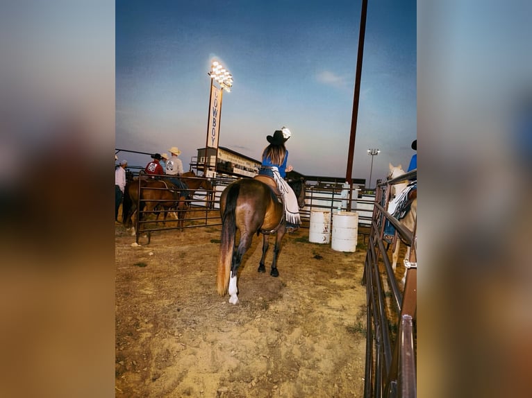 Quarter horse américain Hongre 3 Ans Gris in Stephenville