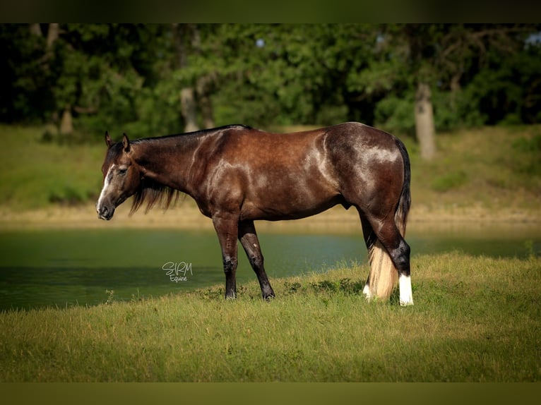 Quarter horse américain Hongre 3 Ans Gris in Stephenville