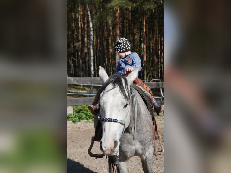 Quarter horse américain Hongre 3 Ans Gris in Plzen