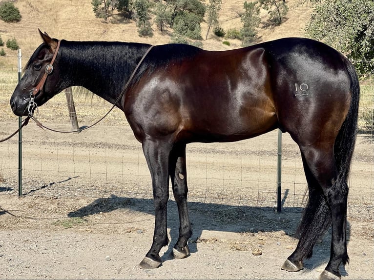 Quarter horse américain Hongre 3 Ans Noir in Paicines CA