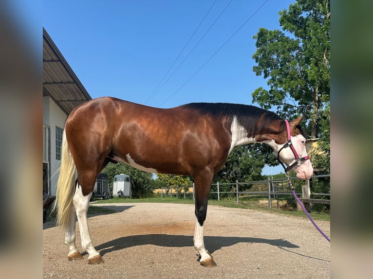 Quarter horse américain Hongre 3 Ans Overo-toutes couleurs in Geisenfeld