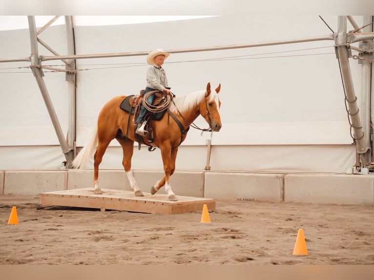 Quarter horse américain Hongre 3 Ans Palomino in Saint Anthony